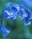 bluebells