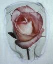 rose-on-silk
